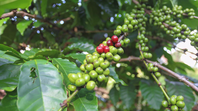 드넓게 펼쳐진 커피 농장