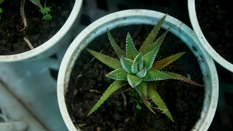 자산 가치 상승을 상징하는 동전 위에서 자라나는 새싹