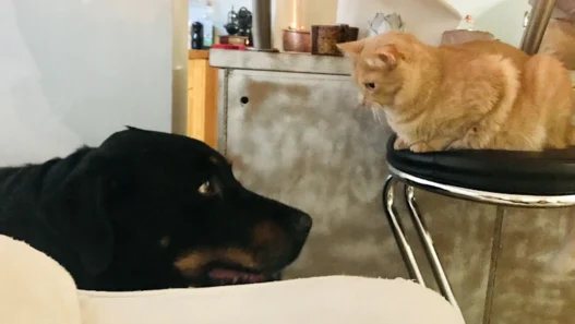 착한 임대인 세액 공제, 신청 서류 및 임대료 인하 합의서 양식 작성법 총정리 17