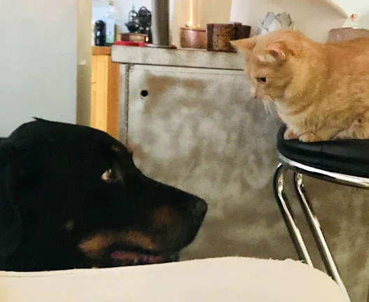 착한 임대인 세액 공제, 신청 서류 및 임대료 인하 합의서 양식 작성법 총정리 37