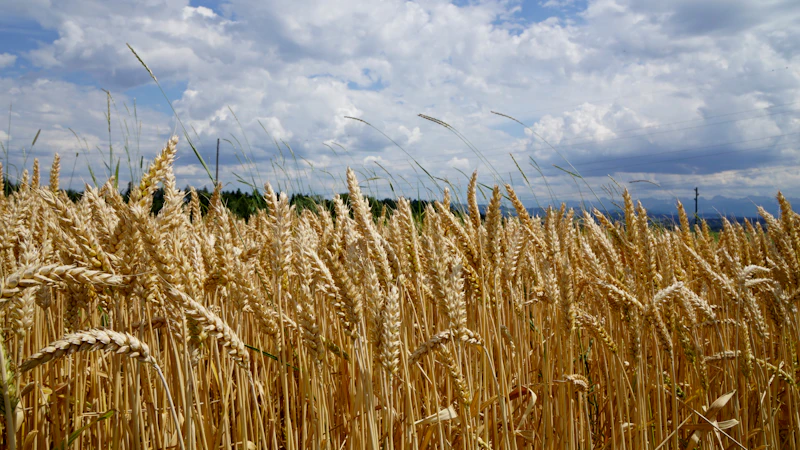 원자재 선물 시장 화면