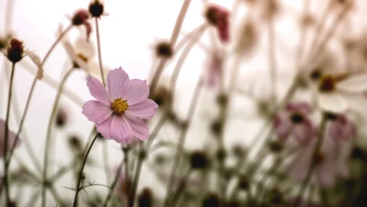 코스모신소재주가 급등 전 필수 점검! 하이니켈 수주잔고와 가동률 지표 활용법 17