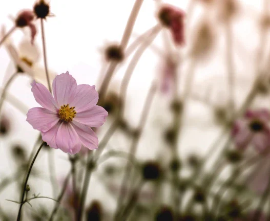 코스모신소재주가 급등 전 필수 점검! 하이니켈 수주잔고와 가동률 지표 활용법 35