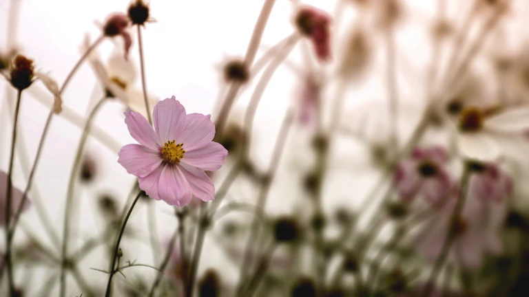 코스모신소재 공장 전경 및 생산 라인