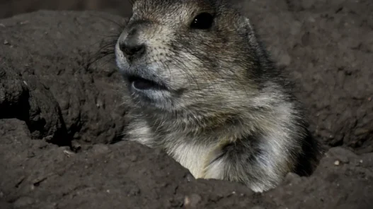 2026년 신흥국 투자 전망, 환율 변동과 물가 충격 대비 투자 전략 3