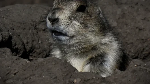 2026년 신흥국 투자 전망, 환율 변동과 물가 충격 대비 투자 전략 17
