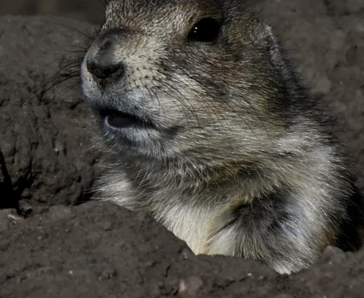 2026년 신흥국 투자 전망, 환율 변동과 물가 충격 대비 투자 전략 35