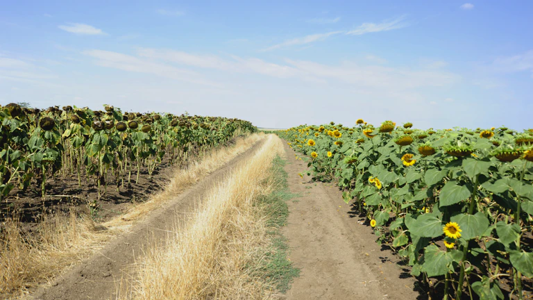 애그플레이션 국면 엘니뇨 관련 농산물 ETF 수익 극대화 포트폴리오 전략 95