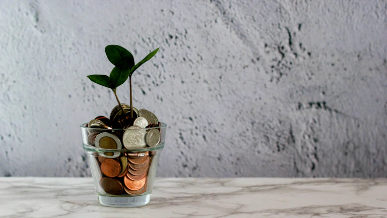 돈나무가 자라는 모습