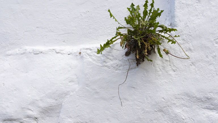 동전이 쌓인 화분에서 자라나는 식물