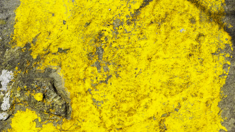 정제된 우라늄 농축액 옐로케이크