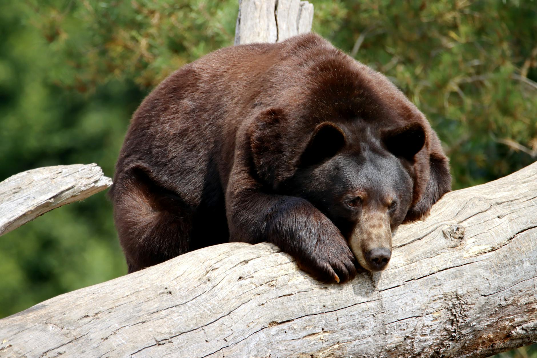 베어 ETF 개념도