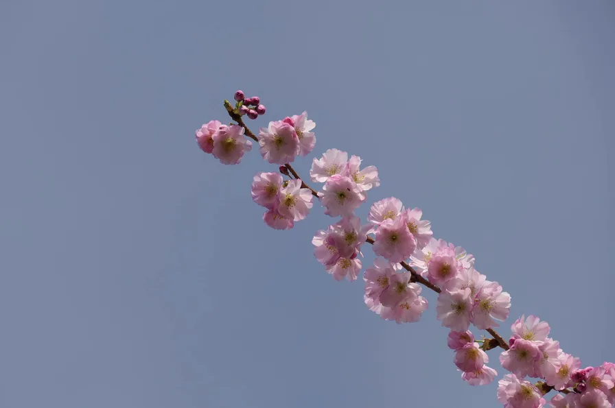 벚꽃 산책 코스와 봄 나들이 분위기