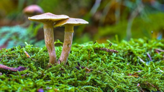 에어프라이어로 새송이버섯 바삭하게 굽는 시간과 팁 17