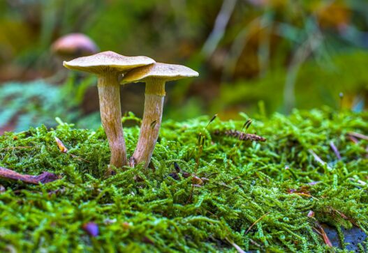 에어프라이어로 새송이버섯 바삭하게 굽는 시간과 팁 3