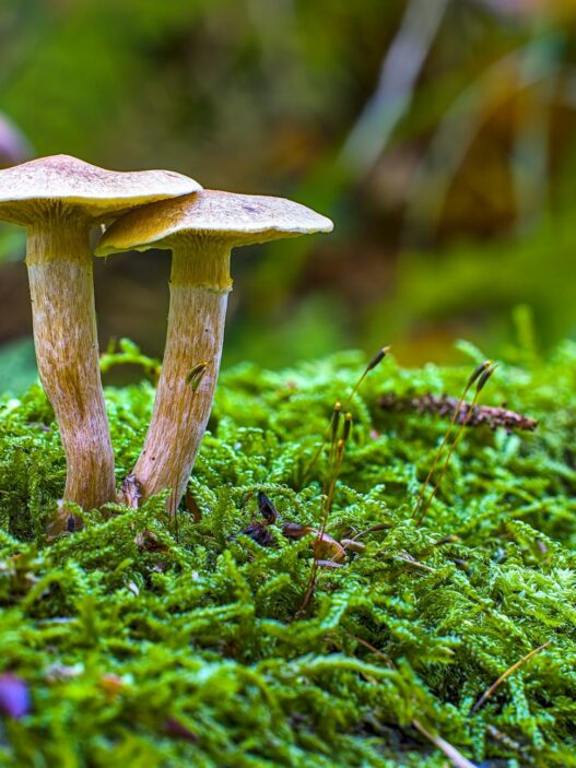 에어프라이어로 새송이버섯 바삭하게 굽는 시간과 팁 37