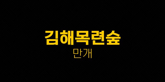 김해목련숲 만개