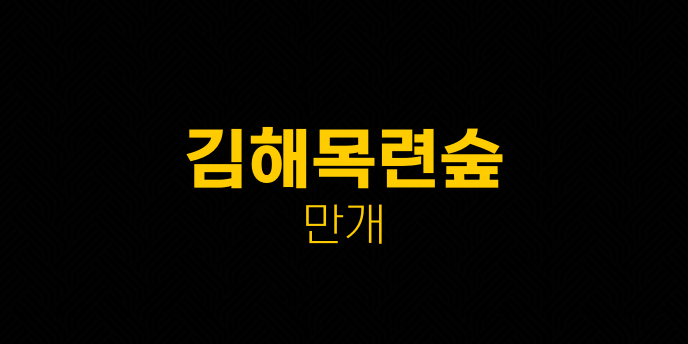 김해목련숲 만개